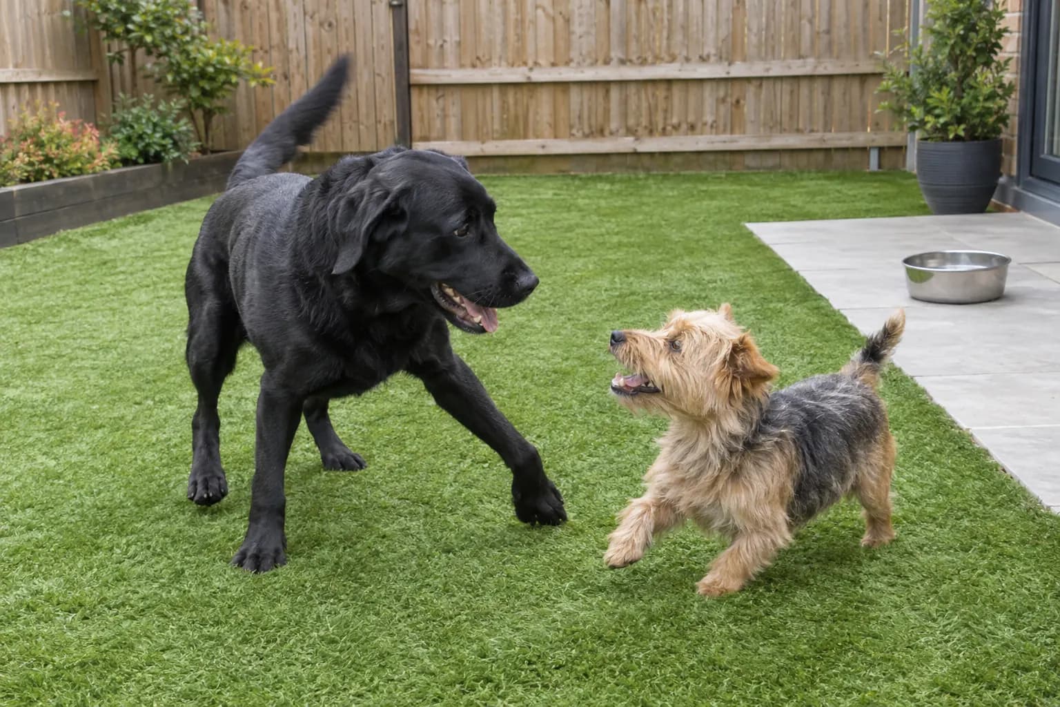 Short, dense turf that rinses clean.